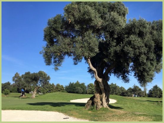 golf feature image